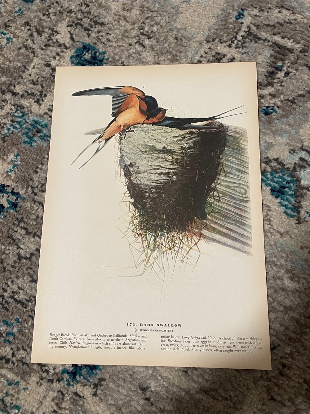 🖤5/$25 vintage barn swallow bird nest print - Picture 2 of 6